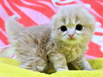 スコティッシュフォールド(折れ耳)【埼玉県・男の子・2019年1月11日・クリーム&ホワイト（長毛）】の写真「毛質が最高です♪～☆」