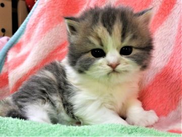 スコティッシュフォールド(立ち耳)【埼玉県・女の子・2019年1月18日・ダイリュートキャリコ（長毛）】の写真「素晴らしい女の子です♪」