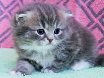 スコティッシュフォールド(立ち耳)【埼玉県・男の子・2018年6月29日・ブルータビー&ホワイト（長毛）】の写真「健康優良児です！」