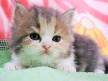 スコティッシュフォールド(立ち耳)【埼玉県・女の子・2018年8月24日・ダイリュートキャリコ（長毛）】の写真「お茶目で美人さんです♪」