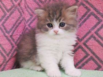 スコティッシュフォールド(立ち耳)【埼玉県・男の子・2018年5月18日・ブルータビー&ホワイト（ロングヘア）】の写真「性格が良く人懐っこいです。」