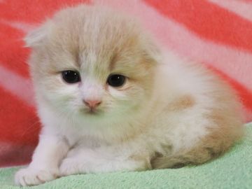 スコティッシュフォールド(折れ耳)【埼玉県・女の子・2018年7月27日・クリーム&ホワイト（長毛）】の写真「素敵なクリーム配色です※」