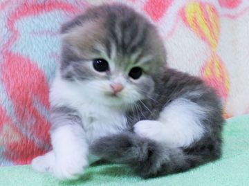 スコティッシュフォールド(折れ耳)【埼玉県・男の子・2018年6月22日・ブルー&ホワイト（長毛）】の写真「素敵なブルーカラーです♪」