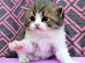 スコティッシュフォールド(立ち耳)【埼玉県・男の子・2019年1月4日・ブルータビー&ホワイト（長毛）】の写真「綺麗なお顔と配色ですよ♪」