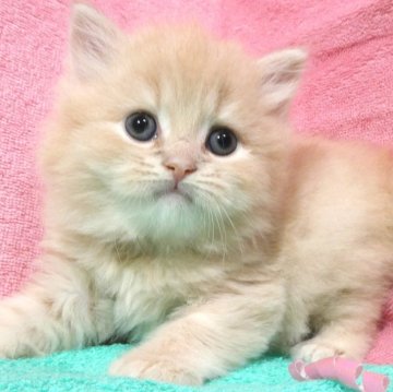 スコティッシュフォールド(立ち耳)【埼玉県・男の子・2024年7月4日・クリーム（ロングヘヤー）】の写真「素晴らしい男の子です♪♪」