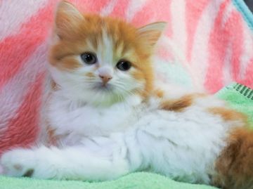 スコティッシュフォールド(立ち耳)【埼玉県・女の子・2018年8月3日・レッド&ホワイト（長毛）】の写真「お茶目で可愛いです♪」