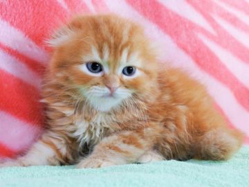 スコティッシュフォールド(折れ耳)【埼玉県・男の子・2018年8月3日・レッドタビー&ホワイト（長毛）】の写真「濃いレッドで綺麗なカラーです★～♪」