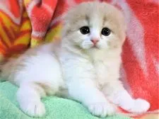 スコティッシュフォールド(折れ耳)【埼玉県・女の子・2019年7月5日・クリーム&ホワイト】の写真1