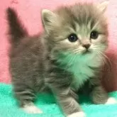 スコティッシュフォールド(立ち耳)【埼玉県・男の子・2024年8月29日・ブルータビー&ホワイト】の写真1