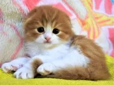 スコティッシュフォールド(折れ耳)【埼玉県・男の子・2019年2月15日・レッドタビー&ホワイト】の写真1