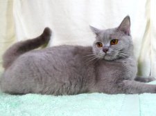 ブリティッシュショートヘア【・女の子・2024年7月1日・ライラック】