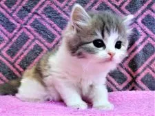 スコティッシュフォールド(立ち耳)【埼玉県・女の子・2019年7月12日・ダイリュートキャリコ】の写真2