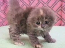 スコティッシュフォールド(折れ耳)【埼玉県・女の子・2018年5月4日・ブルークリーム】の写真3