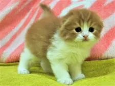 スコティッシュフォールド(折れ耳)【埼玉県・男の子・2019年2月15日・レッドタビー&ホワイト】の写真3