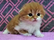 スコティッシュフォールド(折れ耳)【埼玉県・男の子・2019年2月8日・レッドタビー&ホワイト】の写真3