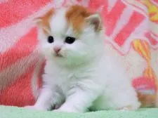 スコティッシュフォールド(立ち耳)【埼玉県・男の子・2018年6月22日・レッド&ホワイト】の写真3