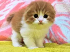 スコティッシュフォールド(折れ耳)【埼玉県・男の子・2019年2月15日・レッドタビー&ホワイト】の写真4