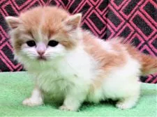 スコティッシュフォールド(立ち耳)【埼玉県・女の子・2020年1月17日・クリーム&ホワイト】の写真4