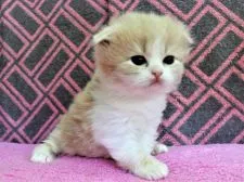 スコティッシュフォールド(折れ耳)【埼玉県・男の子・2019年1月11日・クリーム&ホワイト】の写真4