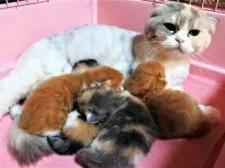 スコティッシュフォールド(折れ耳)【埼玉県・男の子・2019年2月15日・レッドタビー&ホワイト】の写真5「ネンお母さんはダイリュートのロング、お産で毛をカットしてます。」