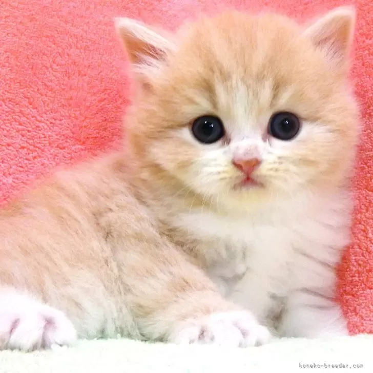 ID:2505-03643の子猫