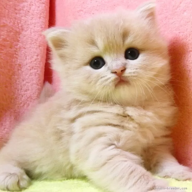 ID:2506-01310の子猫