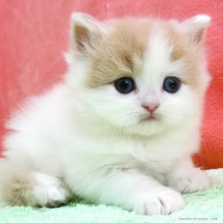 ID：2506-00515の子猫