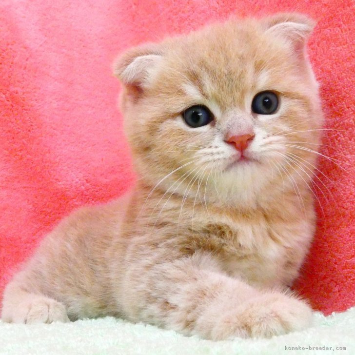 ブリーダー画像