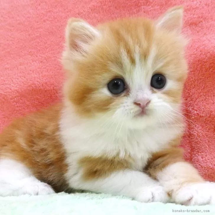 ID：2506-00519の子猫