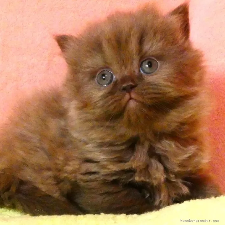 ID：2604-00056の子猫