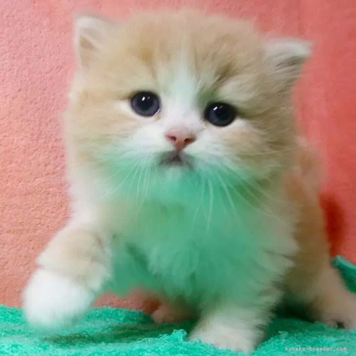 ID：2506-01198の子猫