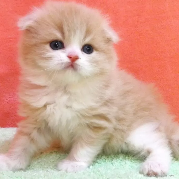 ID:2504-01004の子猫