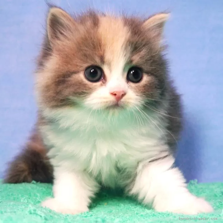 H.O 様のお迎えした子猫