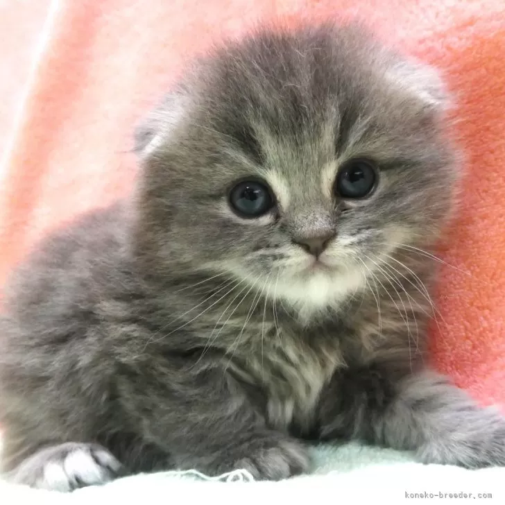 ID:2501-00662の子猫
