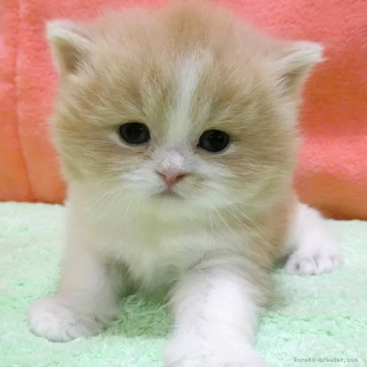 ID：2502-02376の子猫