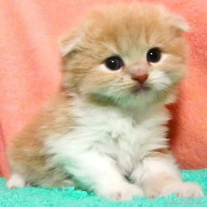 U.M 様のお迎えした子猫
