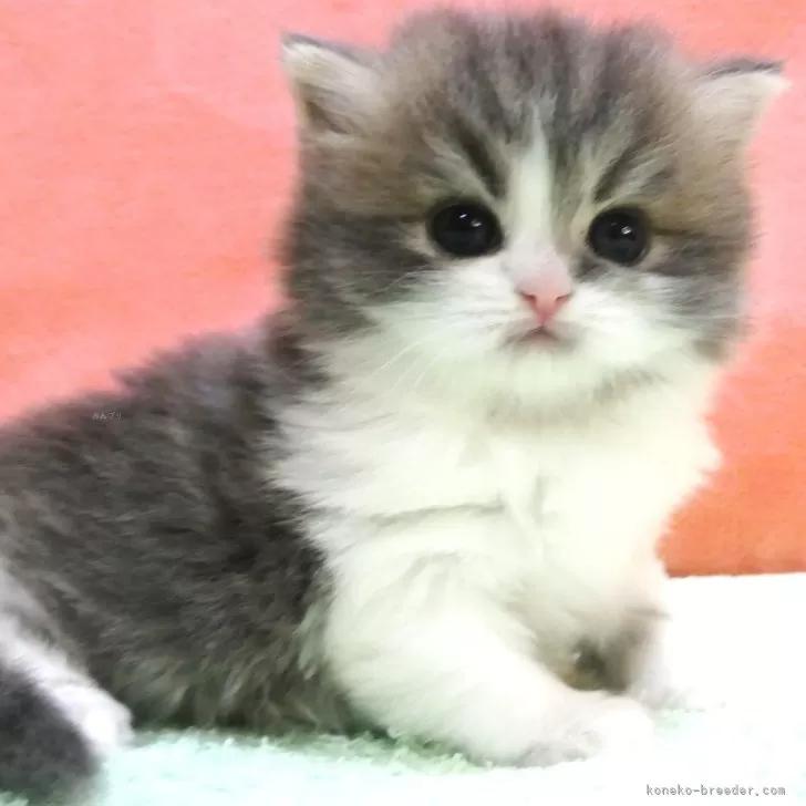 ID：2504-01006の子猫