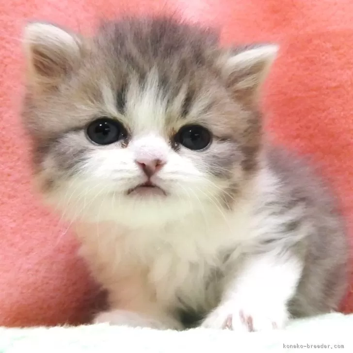 ID:2501-00664の子猫