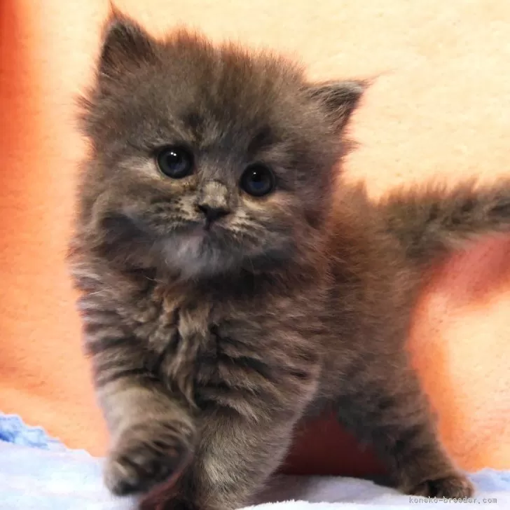 ID:2507-02495の子猫