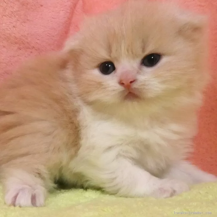 ID：2501-02355の子猫