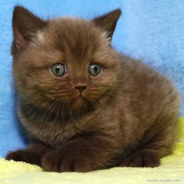 ID：2508-00403の子猫