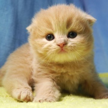 スコティッシュフォールド(折れ耳)【埼玉県・男の子・2025年11月6日・クリームタビー（ロング）】の写真「素敵な男の子です♪♪」