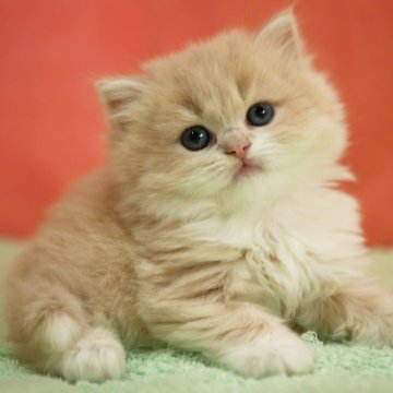 スコティッシュフォールド(立ち耳)【埼玉県・女の子・2025年10月10日・クリーム&ホワイト（ロング）】の写真「素晴らしい女の子です♪」