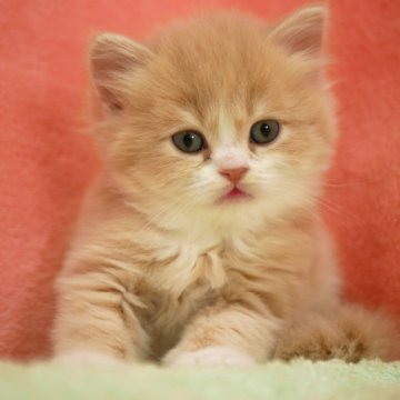 スコティッシュフォールド(立ち耳)【埼玉県・男の子・2025年10月10日・クリーム&ホワイト（ロング）】の写真「素晴らしい男の子です♪」