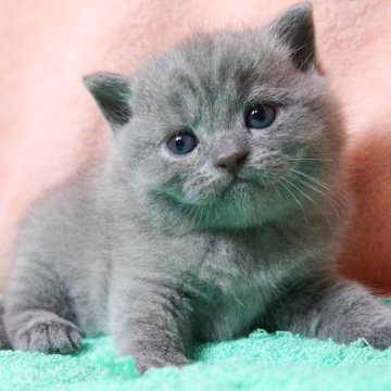 ブリティッシュショートヘア【埼玉県・男の子・2025年6月20日・ブルー（ショート）】の写真「素敵な男の子です♪」