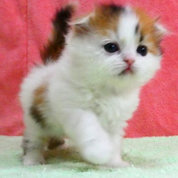 スコティッシュフォールド(折れ耳)【埼玉県・女の子・2025年12月5日・キャリコ（ロング）】の写真「素晴らしい女の子です♪」