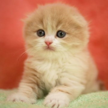 スコティッシュフォールド(折れ耳)【埼玉県・男の子・2025年10月10日・クリーム&ホワイト（ロング）】の写真「素敵な男の子です♪」