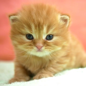 スコティッシュフォールド(立ち耳)【埼玉県・男の子・2025年10月31日・レッドタビー&ホワイト（ロング）】の写真「素敵な男の子です♪♪」