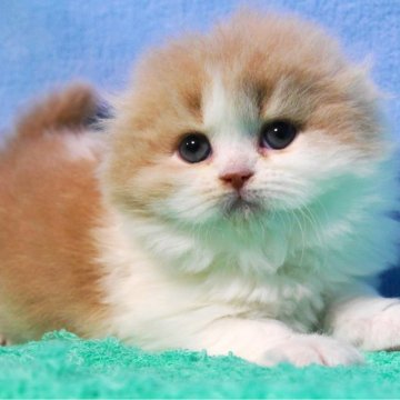 スコティッシュフォールド(折れ耳)【埼玉県・女の子・2025年11月13日・クリーム&ホワイト（ロング）】の写真「素晴らしい女の子☆」