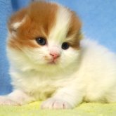 スコティッシュフォールド